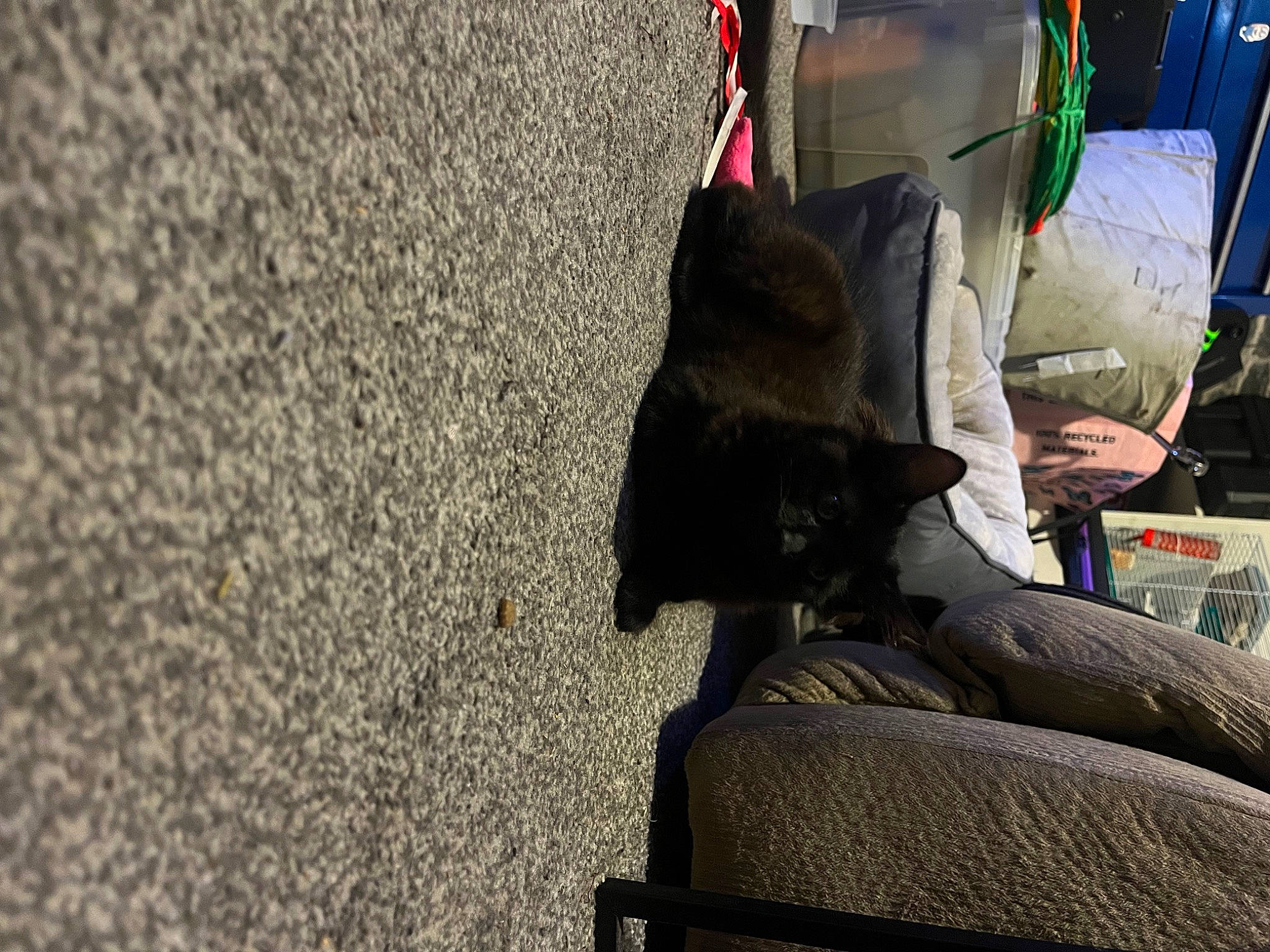 Sasha The Slayer joined the competition — help win amazing prizes! asphalt, automotive_tire, canidae, carnivore, city, comfort, felidae, fur, grey, human_leg, mammal, road_surface, shadow, sitting, small_to_medium_sized_cats, sporting_group, street, tail, thigh, tree