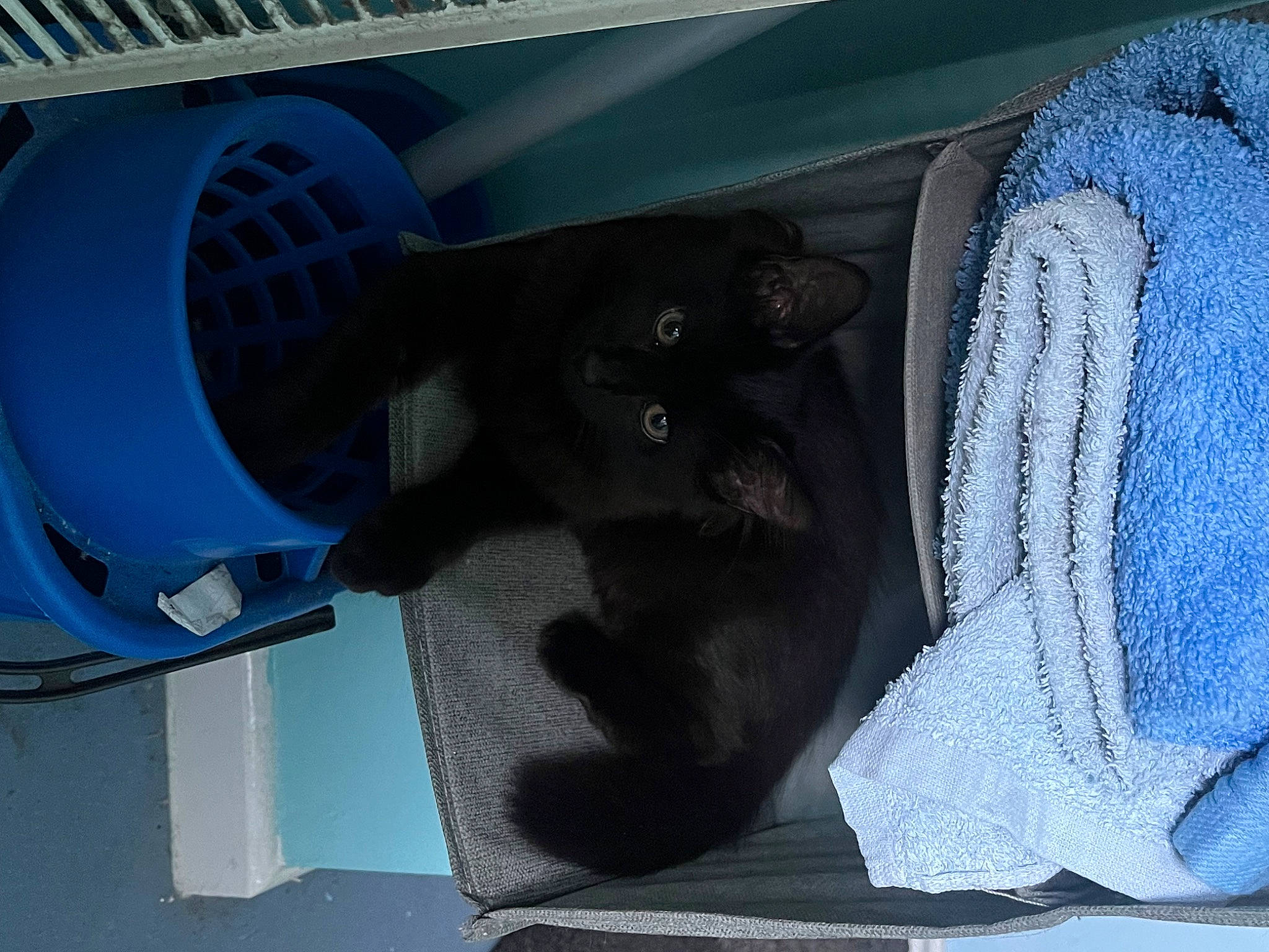 Sasha The Slayer is registered to the contest to win money with this photo: auto_part, automotive_exterior, automotive_tire, automotive_wheel_system, carnivore, comfort, dog, dog_breed, electric_blue, fashion_accessory, felidae, fur, gas, machine, outdoor_shoe, pattern, tail, vehicle_door, walking_shoe, woolen