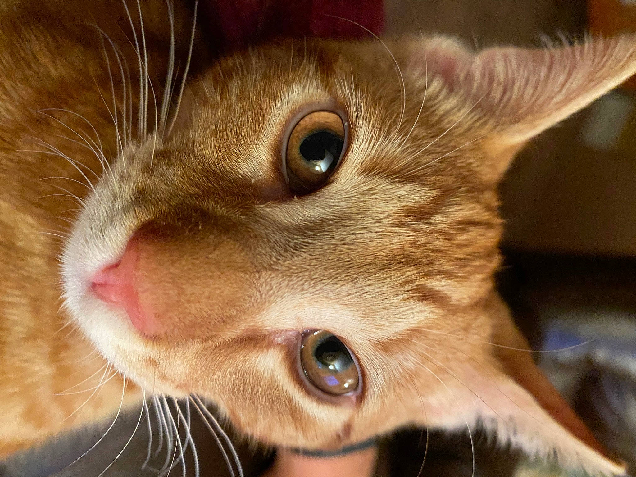 Colby Jack is registered to the contest to win money with this photo: brown, carnivore, cat, close_up, curious, domestic_short_haired_cat, ear, eyelash, fawn, felidae, fur, iris, small_to_medium_sized_cats, snout, terrestrial_animal, whiskers, wildlife