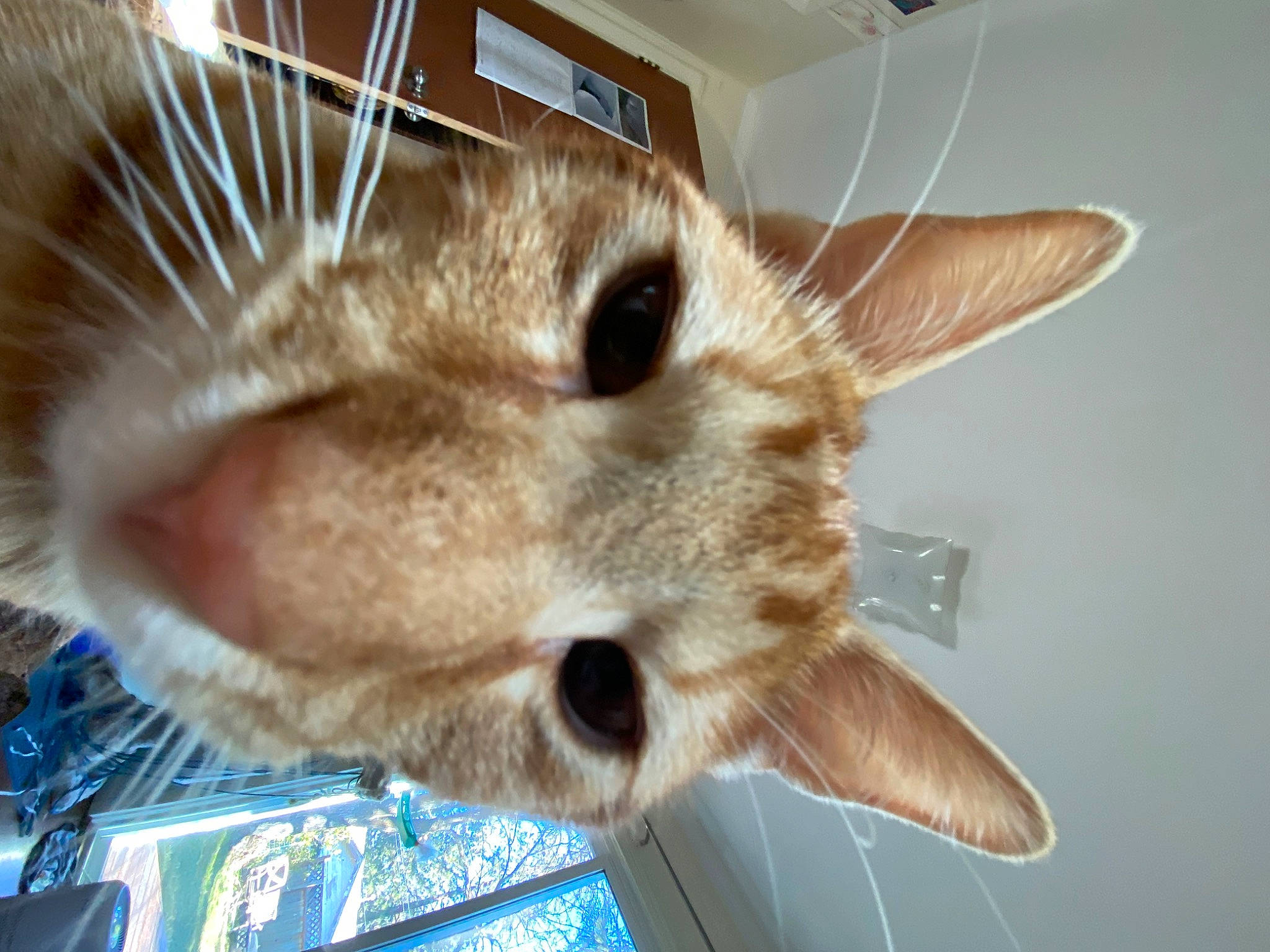 Colby Jack is registered to the contest to win money with this photo: bathroom, carnivore, cat, cat_supply, domestic_short_haired_cat, fawn, felidae, fur, paw, pet_supply, small_to_medium_sized_cats, tail, whiskers