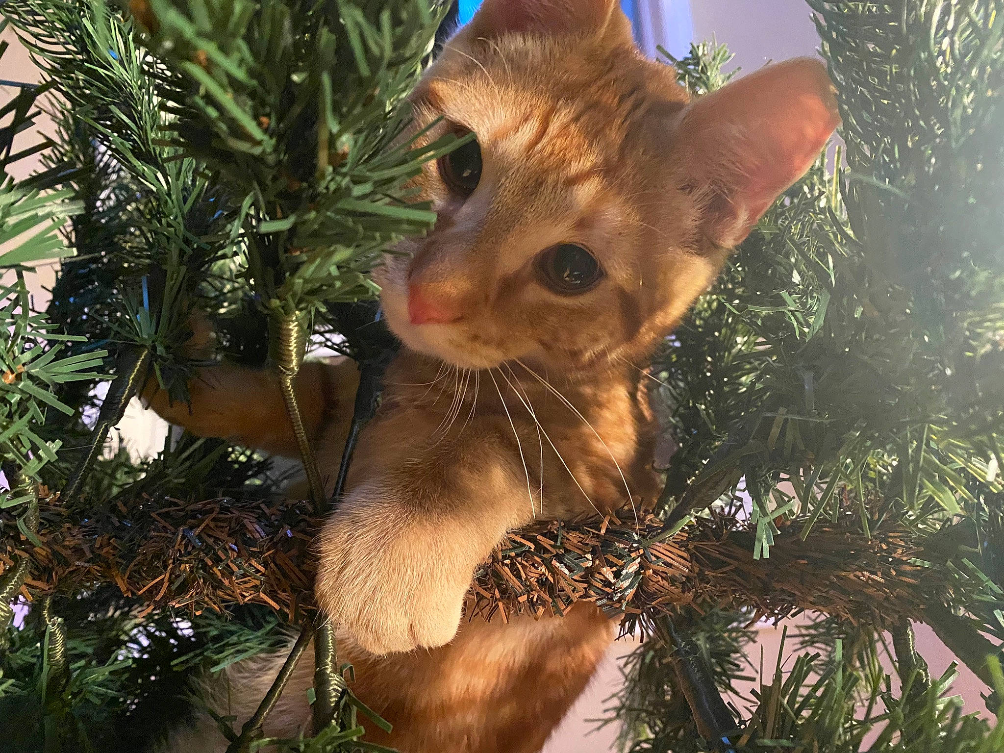 Colby Jack joined the competition — help win amazing prizes! carnivore, cat, christmas_decoration, christmas_ornament, christmas_tree, event, evergreen, fawn, felidae, grass, holiday_ornament, ornament, plant, small_to_medium_sized_cats, snout, terrestrial_plant, tree, twig, whiskers, wood