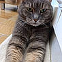 animal, cat, close_up, domestic_animal, eyes, feline, floor, fur, grey_cat, household, indoor, mammal, paws, pet, portrait, relaxed, resting, stretching, tile_floor, whiskers