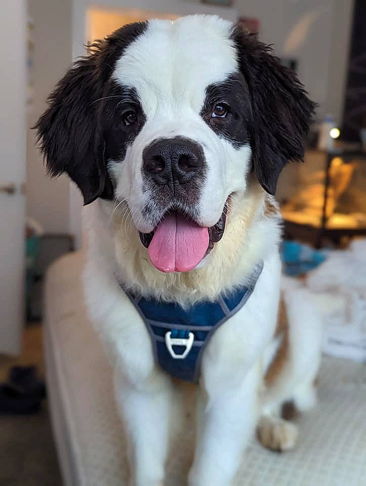 Dottie Faye The Saint joined the competition — help win amazing prizes! canidae, carnivore, collar, companion_dog, dog, dog_breed, dog_collar, door, eye, fur, leash, moscow_watchdog, pet_supply, plant, snout, sporting_group, st_bernard, whiskers, working_animal, working_dog