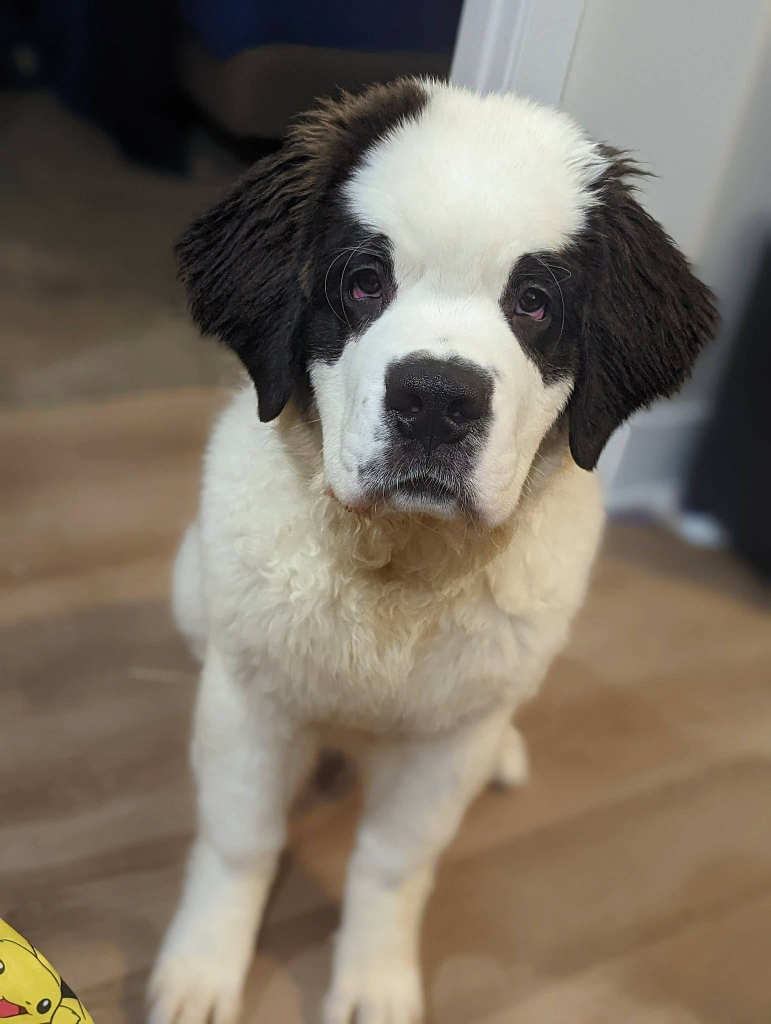 Dottie Faye The Saint joined the competition — help win amazing prizes! canidae, carnivore, companion_dog, dog, dog_breed, fawn, fur, logo, moscow_watchdog, non_sporting_group, puppy, snout, sporting_group, tail, terrestrial_animal, whiskers, working_animal, working_dog