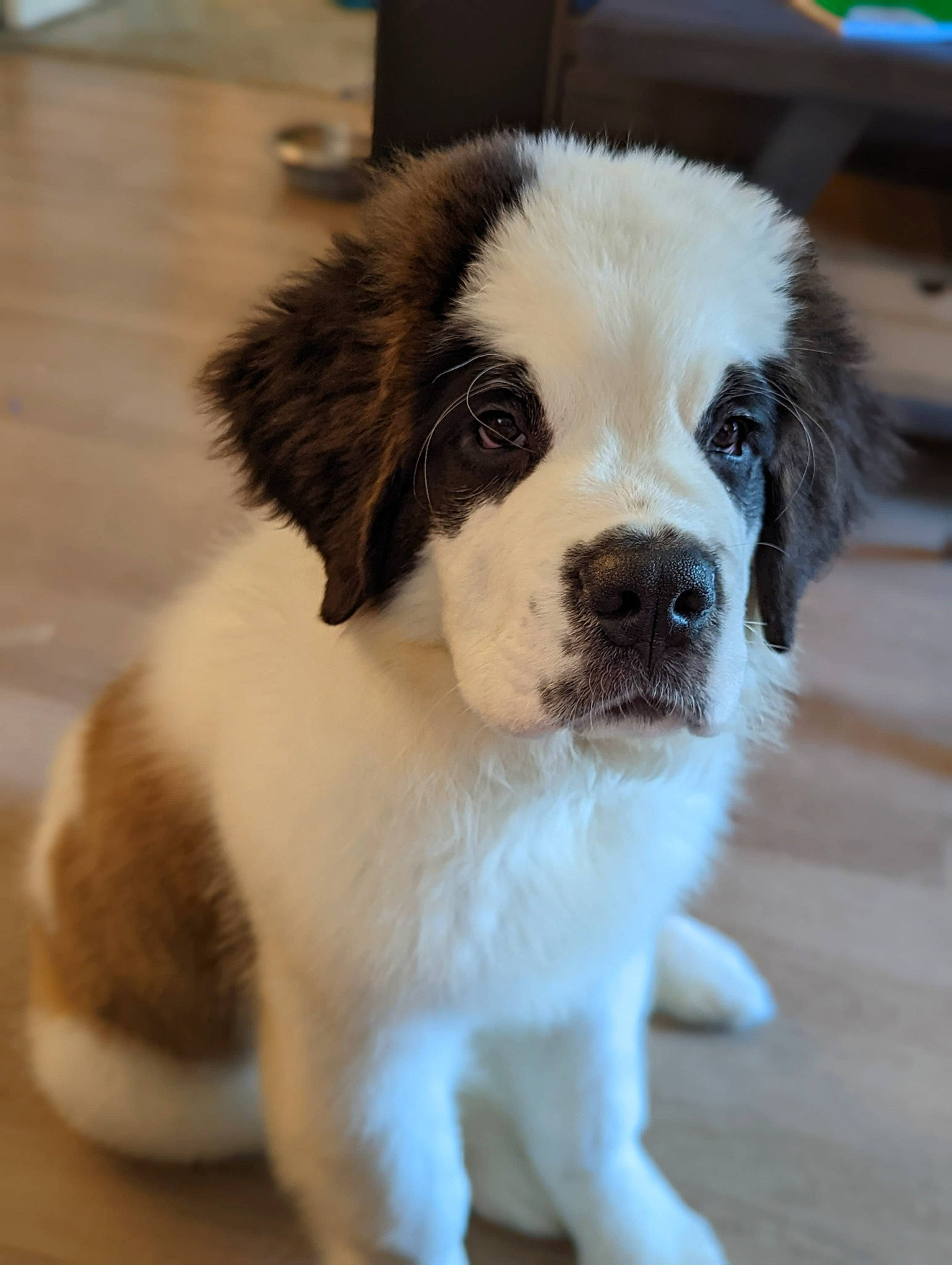 Dottie Faye The Saint is registered to the contest to win money with this photo: bored, canidae, carnivore, companion_dog, dog, dog_breed, flooring, fur, gun_dog, moscow_watchdog, puppy, snout, sporting_group, terrestrial_animal, toy_dog, whiskers, working_animal, working_dog