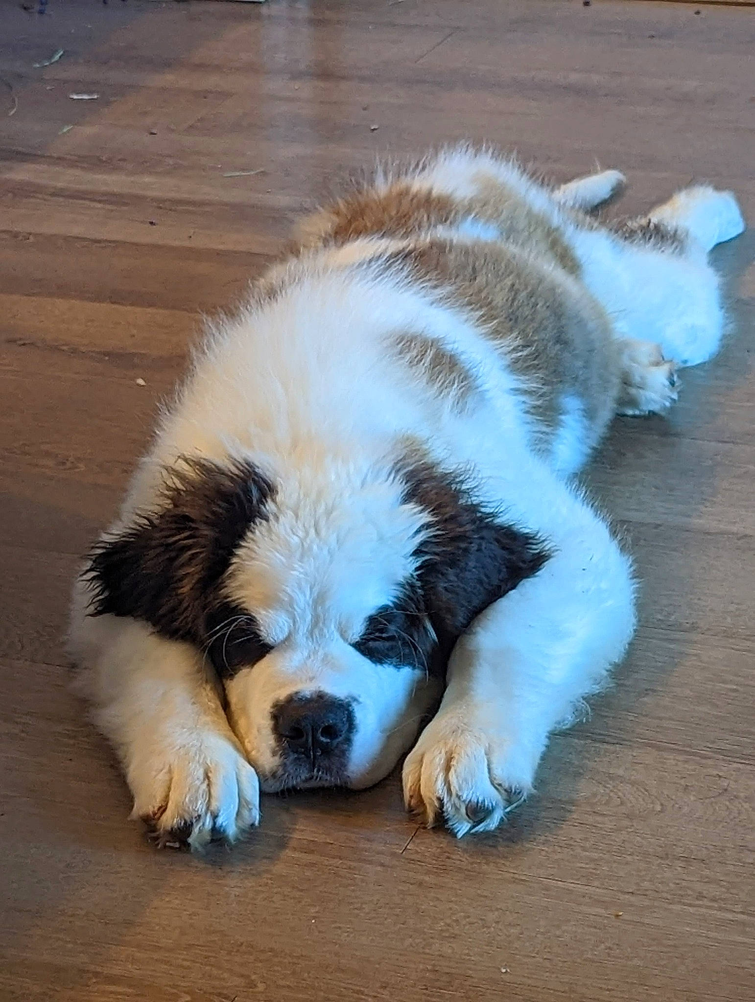 Dottie Faye The Saint joined the competition — help win amazing prizes! bored, canidae, carnivore, companion_dog, dog, dog_breed, fawn, flooring, fur, hardwood, paw, snout, sporting_group, tail, terrestrial_animal, toy_dog, whiskers, wood, working_animal, working_dog