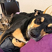 Penny And Hank joined the competition — help win amazing prizes! dog, cat, pets, animal, tabby_cat, black_and_tan_dog, sleeping, lying_down, bed, blanket, couch, indoor, home, portrait, closeup, fur, collar, relaxed, companionship, cozy