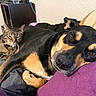 dog, cat, pets, animal, tabby_cat, black_and_tan_dog, sleeping, lying_down, bed, blanket, couch, indoor, home, portrait, closeup, fur, collar, relaxed, companionship, cozy