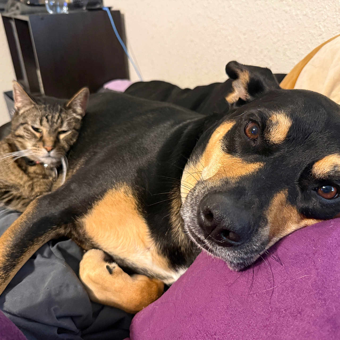 Penny And Hank