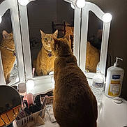 Pheona Jane joined the competition — help win amazing prizes! cat, ginger_cat, tabby, pet, animal, reflection, mirror, vanity, makeup, cosmetics, bathroom, dresser, light_bulbs, indoors, portrait, sitting, collar, pendant, water_bottle, lotion