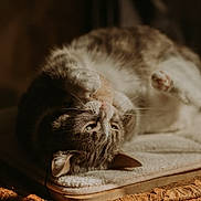 Kida a rejoint le concours — aidez-le/la à gagner de superbes lots ! cat, tabby_cat, pet, animal, feline, indoor, sunlight, cushion, soft_texture, relaxed, playful, close_up, whiskers, paws, sleepy, fur, cozy, bed, resting, domestic_animal