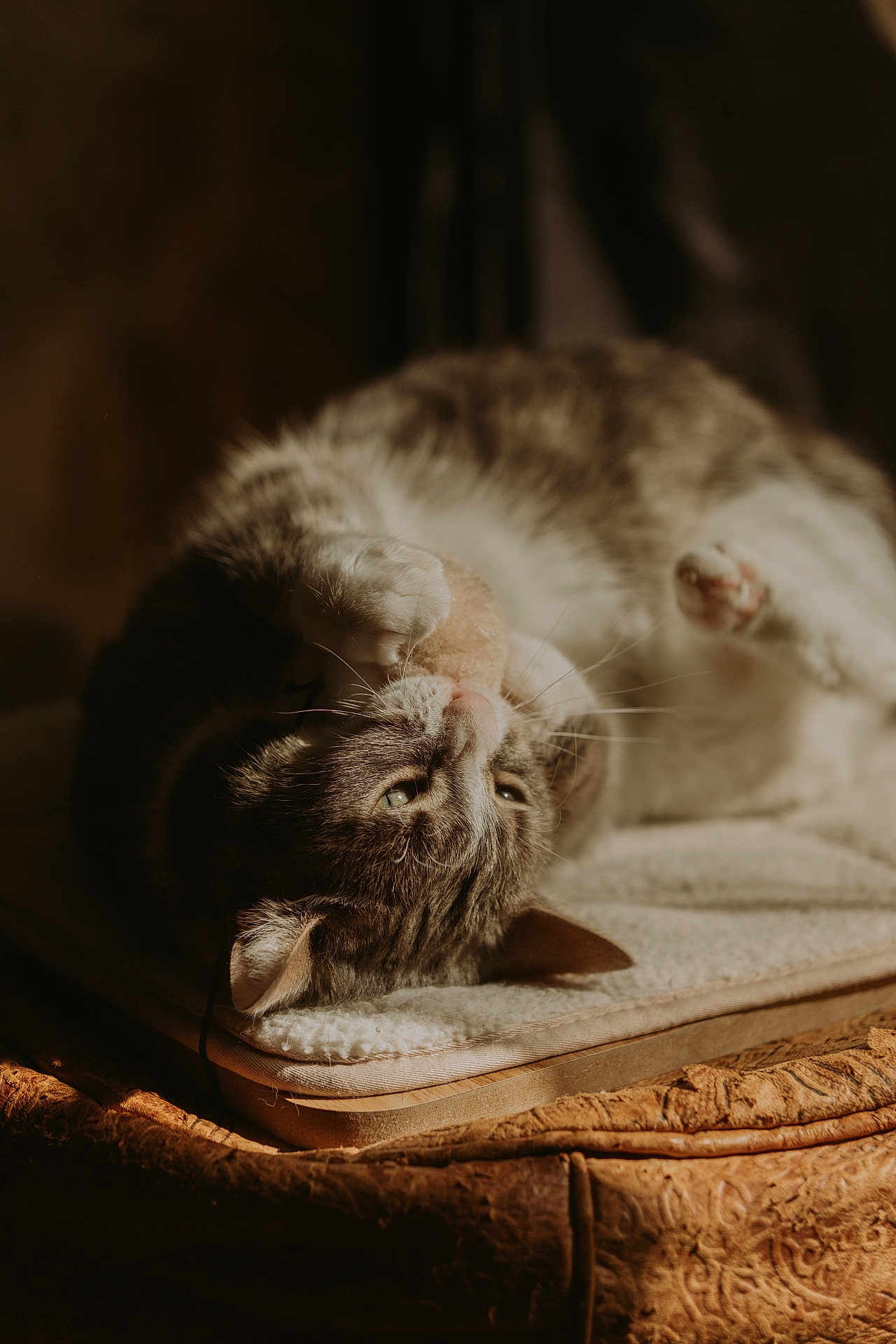Kida a rejoint le concours — aidez-le/la à gagner de superbes lots ! cat, tabby_cat, pet, animal, feline, indoor, sunlight, cushion, soft_texture, relaxed, playful, close_up, whiskers, paws, sleepy, fur, cozy, bed, resting, domestic_animal