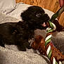 puppy, dog, toy, rope_toy, chew_toy, black_dog, pet, blanket, indoor, wooden_wall, playful, cute, fur, animal, small_dog, closeup, mouth_open, bed, cozy, tug_of_war