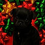 Romeo is registered to the contest to win money with this photo: puppy, dog, black_dog, cute, festive, holiday, bows, gift_bows, red_background, green_bows, gold_bows, small_dog, pet, animal, adorable, sitting, portrait, soft_fur, big_eyes, christmas_theme