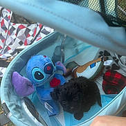 Romeo joined the competition — help win amazing prizes! puppy, black_dog, plush_toy, blue, pet_carrier, mesh, outdoor, hand, fabric, stuffed_animal, toy, animal, cute, pet, small_dog, soft_toy, pattern, colorful, grass, seating