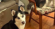 Ruby is registered to the contest to win money with this photo: dog, dogs, husky, siberian_husky, canine, black_and_white, sitting, lying_down, indoor, living_room, chair, sofa, wooden_floor, home, pet, animal, portrait, floral_cushion, ears, blue_eyes