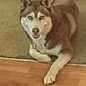 Ruby joined the competition — help win amazing prizes! dog, husky, siberian_husky, pet, canine, lying_down, front_paw, white_fur, brown_fur, blue_eyes, open_mouth, indoors, carpet, hardwood_floor, home, living_room, portrait, looking_at_camera, fluffy, relaxed