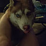 dog, husky, siberian_husky, pet, animal, canine, blue_eyes, heterochromia, pointed_ears, furry, face, portrait, indoors, dim_lighting, sitting, close_up, living_room, person, legs, companion