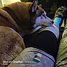 dog, husky, canine, pet, fluffy, fur, brown_and_white, pointed_ears, snout, profile, resting, cuddling, lap, indoors, night, cozy, blanket, clothing, candid, watermark
