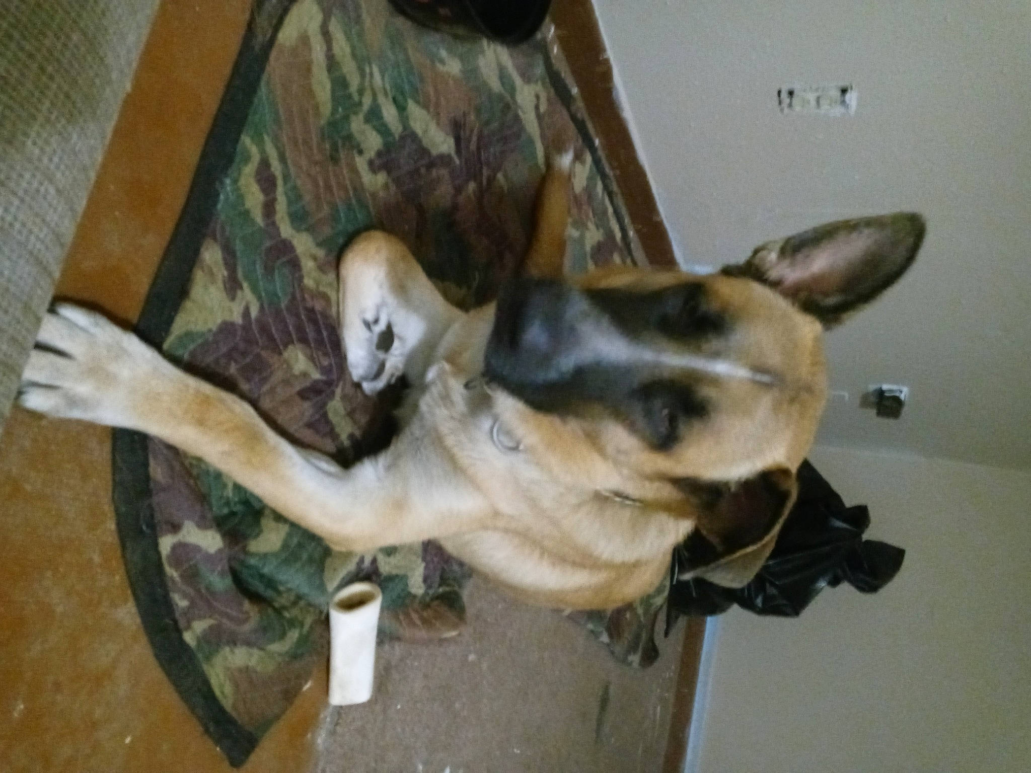 Jackson is registered to the contest to win money with this photo: canidae, carnivore, companion_dog, dog, dog_breed, fawn, felidae, flooring, fur, german_shepherd_dog, hardwood, jaw, small_to_medium_sized_cats, snout, sporting_group, tail, terrestrial_animal, wood, working_animal, working_dog