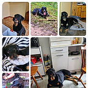 Nisko participe au concours pour gagner de l'argent avec cette photo : dog, black_and_tan, indoor, outdoor, floor, toy, grass, chair, table, kitchen, person, pet, animal, collage, laying_down, playing, wooden_furniture, happy, resting, canine