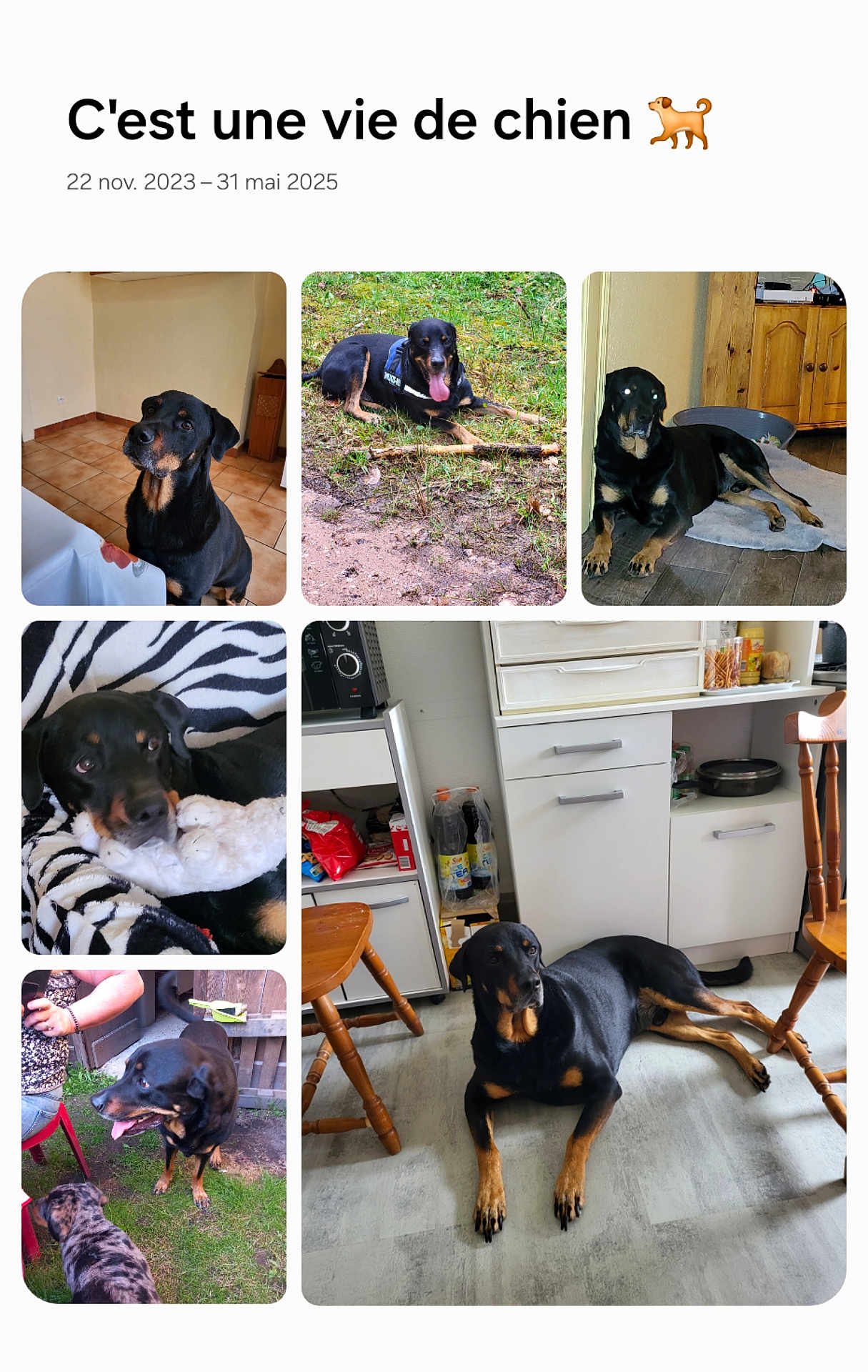 Nisko participe au concours pour gagner de l'argent avec cette photo : dog, black_and_tan, indoor, outdoor, floor, toy, grass, chair, table, kitchen, person, pet, animal, collage, laying_down, playing, wooden_furniture, happy, resting, canine