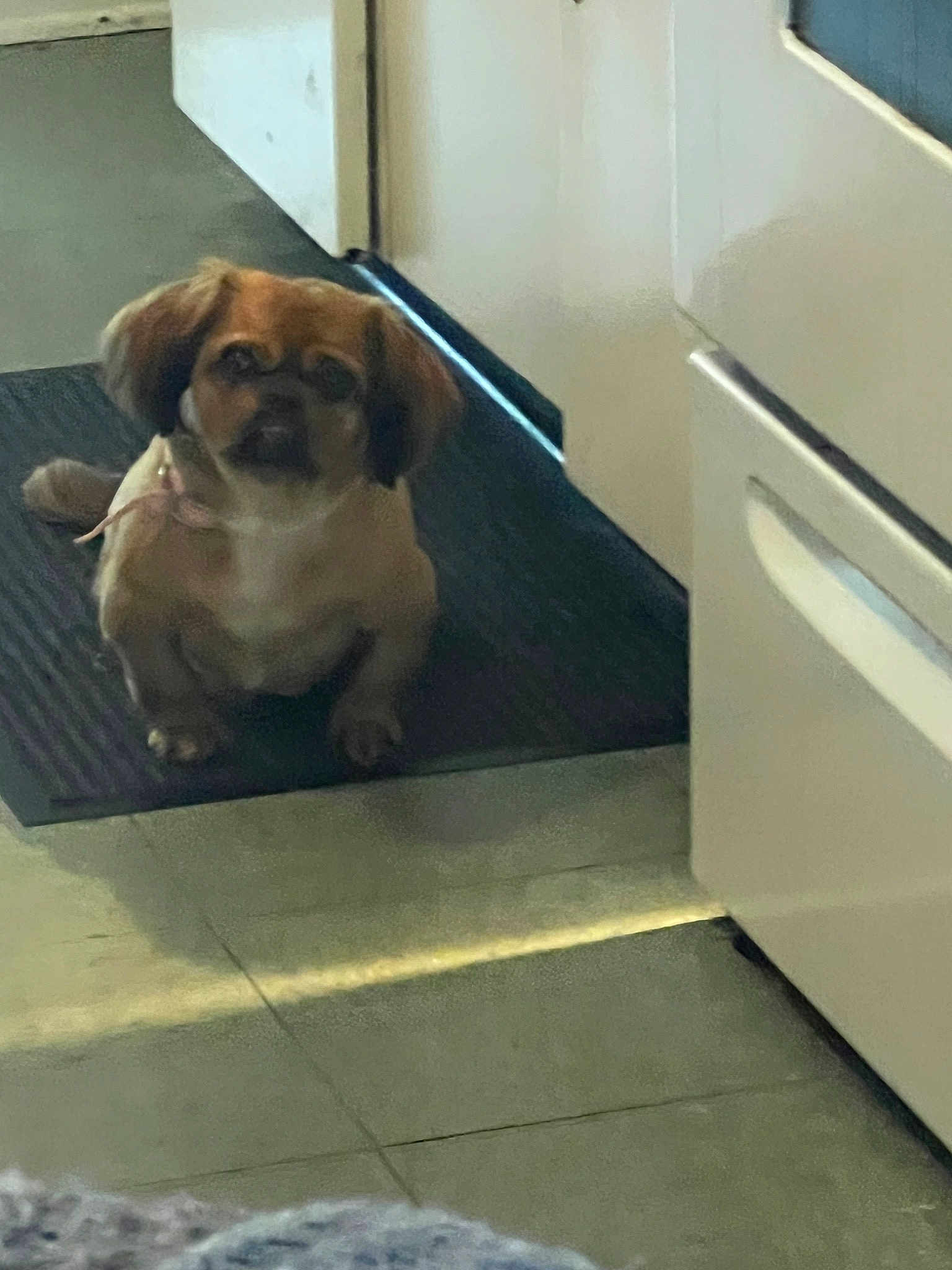Diva