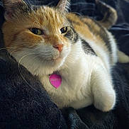 Juliette is registered to the contest to win money with this photo: animal, blanket, calico_cat, cat, close_up, collar, cozy, cute, feline, fur, indoor, pet, pink_tag, portrait, relaxed, resting, sleepy, soft_texture, tag, whiskers