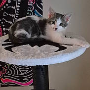 Loki is registered to the contest to win money with this photo: kitten, cat, cat_tree, feline, pet, animal, indoor, resting, gray_and_white, fur, cute, young_cat, portrait, stretching, soft_texture, tapestry, colorful_background, whiskers, ears, claws