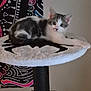 kitten, cat, cat_tree, feline, pet, animal, indoor, resting, gray_and_white, fur, cute, young_cat, portrait, stretching, soft_texture, tapestry, colorful_background, whiskers, ears, claws