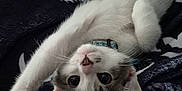 Loki is registered to the contest to win money with this photo: cat, kitten, pet, stretching, curious, whiskers, collar, indoor, blanket, black_and_white, fur, cute, playful, animal, mammal, ears, paw, lying_down, relaxed, young