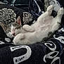 Loki is registered to the contest to win money with this photo: kitten, sleeping, cat, fur, blanket, pattern, cozy, resting, cute, pet, animal, indoor, relaxed, soft, paw, tail, whiskers, comfort, domestic, young