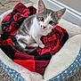 kitten, cat, pet_bed, blanket, red, black, gray, white, carpet, floor, indoor, young_animal, furry, cute, whiskers, ears, tail, cozy, curious, domestic_animal