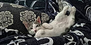 Loki is registered to the contest to win money with this photo: animal, blanket, cat, comfort, cozy, cute, domestic_animal, feline, fur, indoor, kitten, lying_down, patterned_blanket, paws, pet, relaxed, resting, sleepy, whiskers, young