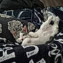 Loki is registered to the contest to win money with this photo: kitten, cat, pet, lying_down, blanket, cozy, indoor, fur, whiskers, paws, relaxed, sleepy, young, cute, comfort, patterned_blanket, resting, domestic_animal, animal, feline