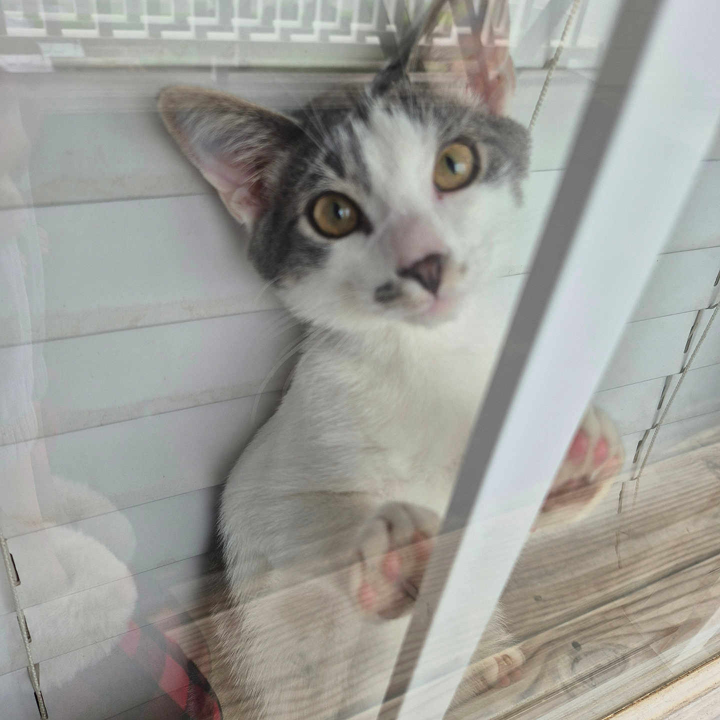 Loki is registered to the contest to win money with this photo: animal, blur, cat, closeup, curious, cute, face, feline, glass, gray, indoor, looking, paw, pawpads, pet, reflection, whiskers, white, window, yellow_eyes