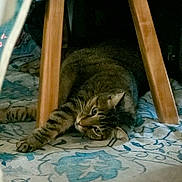 Rocket joined the competition — help win amazing prizes! cat, tabby_cat, wooden_stool, rug, indoor, stretching, relaxation, patterned_rug, furniture, pet, animal, laying_down, curious, whiskers, ears, paws, floor, cozy, domestic, home