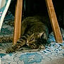 cat, tabby_cat, wooden_stool, rug, indoor, stretching, relaxation, patterned_rug, furniture, pet, animal, laying_down, curious, whiskers, ears, paws, floor, cozy, domestic, home