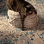 cat, tabby_cat, wicker_basket, carpet, indoor, animal, pet, feline, striped, relaxed, paw, furniture, cozy, home, resting, domestic_animal, pattern, soft_lighting, brown, white