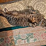 cat, tabby, floor, tile, rug, floral_pattern, pet, indoor, animal, relaxed, curious, lying_down, whiskers, ears, fur, striped, cute, domestic_cat, home, resting