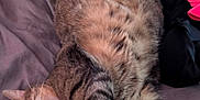 Rocket is registered to the contest to win money with this photo: cat, tabby, yawning, bed, bedding, gray, fur, paw, clothes, indoor, pet, sleepy, relaxed, animal, whiskers, cute, feline, domestic, mammal, resting