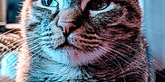 Mammas is registered to the contest to win money with this photo: abyssinian, angora, animal, bodypart, cat, egyptiancat, kitten, manx, mouth, person, pet, tongue