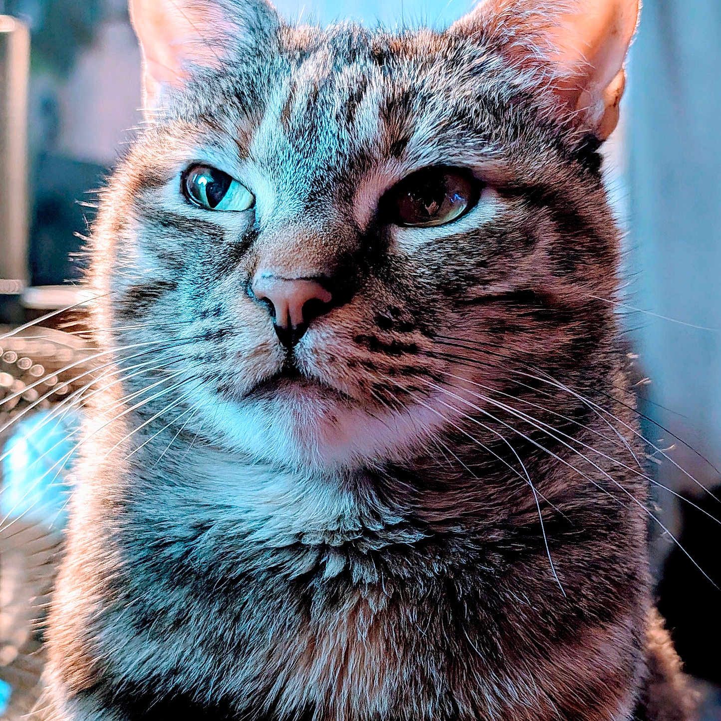 Mammas is registered to the contest to win money with this photo: abyssinian, angora, animal, bodypart, cat, egyptiancat, kitten, manx, mouth, person, pet, tongue