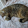 cat, tabby_cat, sleeping, fluffy_blanket, window, natural_light, indoor, pet, feline, cozy, relaxed, fur, whiskers, tail, paws, domestic_animal, resting, cute, animal, home