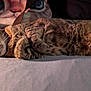 Mammas is registered to the contest to win money with this photo: cat, tabby, lying_down, resting, sunlight, indoor, pillow, fabric, whiskers, fur, relaxed, cute, pet, animal, striped, bed, cozy, closeup, mammal, home