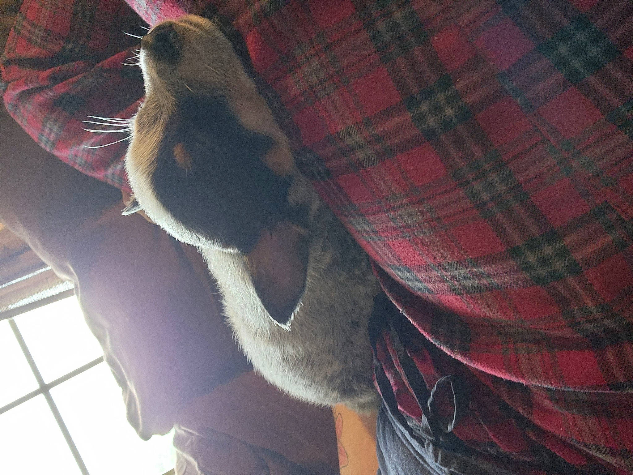 Hawkeye is registered to the contest to win money with this photo: audio_equipment, carnivore, comfort, companion_dog, dog, dog_breed, elbow, fawn, felidae, fur, human_leg, knee, pattern, plaid, small_to_medium_sized_cats, snout, tartan, textile, thigh, whiskers