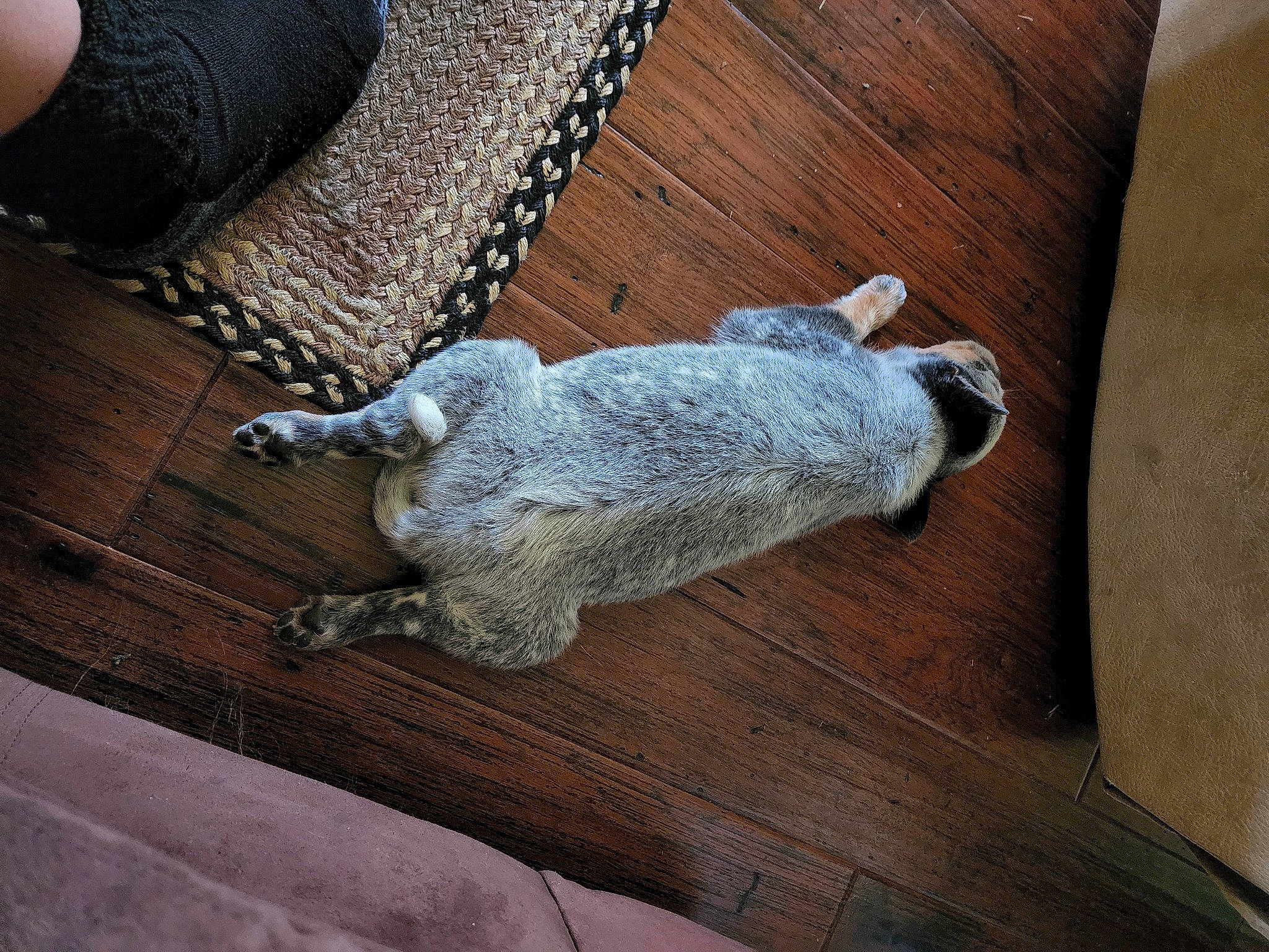 Hawkeye is registered to the contest to win money with this photo: canidae, carnivore, comfort, companion_dog, dog, dog_breed, fawn, felidae, floor, flooring, grey, hardwood, metal, small_to_medium_sized_cats, snout, sporting_group, tail, wood, wood_flooring, wool