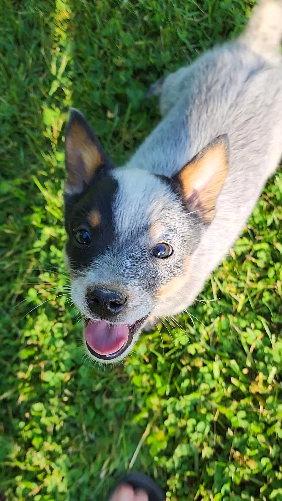 Hawkeye is registered to the contest to win money with this photo: canidae, carnivore, companion_dog, dog, dog_breed, ear, eye, fawn, fur, grass, herding_dog, non_sporting_group, plant, snout, sporting_group, terrestrial_animal, terrestrial_plant, whiskers, working_animal, working_dog