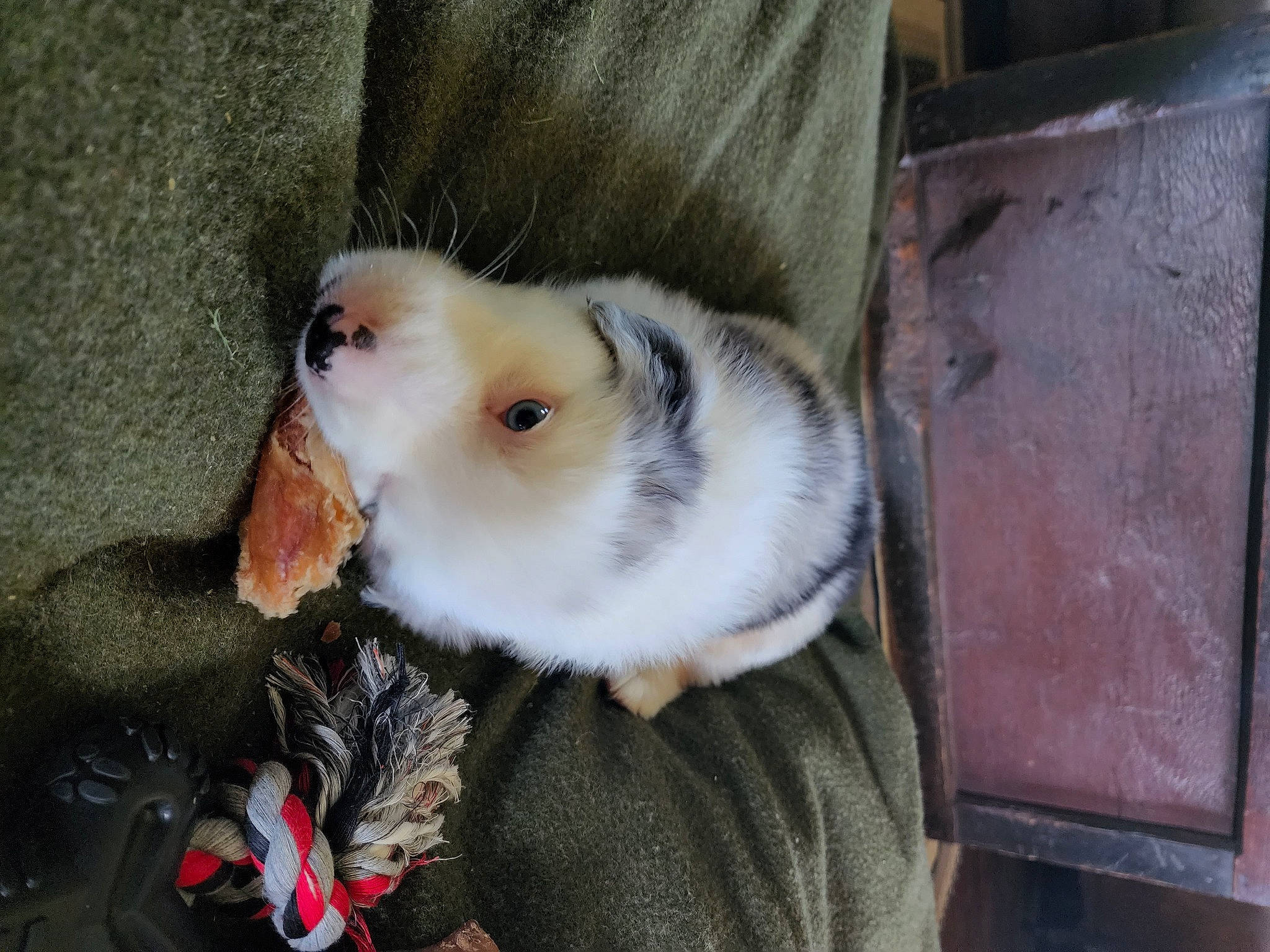 Hank is registered to the contest to win money with this photo: canidae, carnivore, cat, companion_dog, dog_breed, domestic_short_haired_cat, fawn, felidae, ferret, fur, marsupial, non_sporting_group, puppy, small_to_medium_sized_cats, snout, sporting_group, tail, terrestrial_animal, whiskers, wood