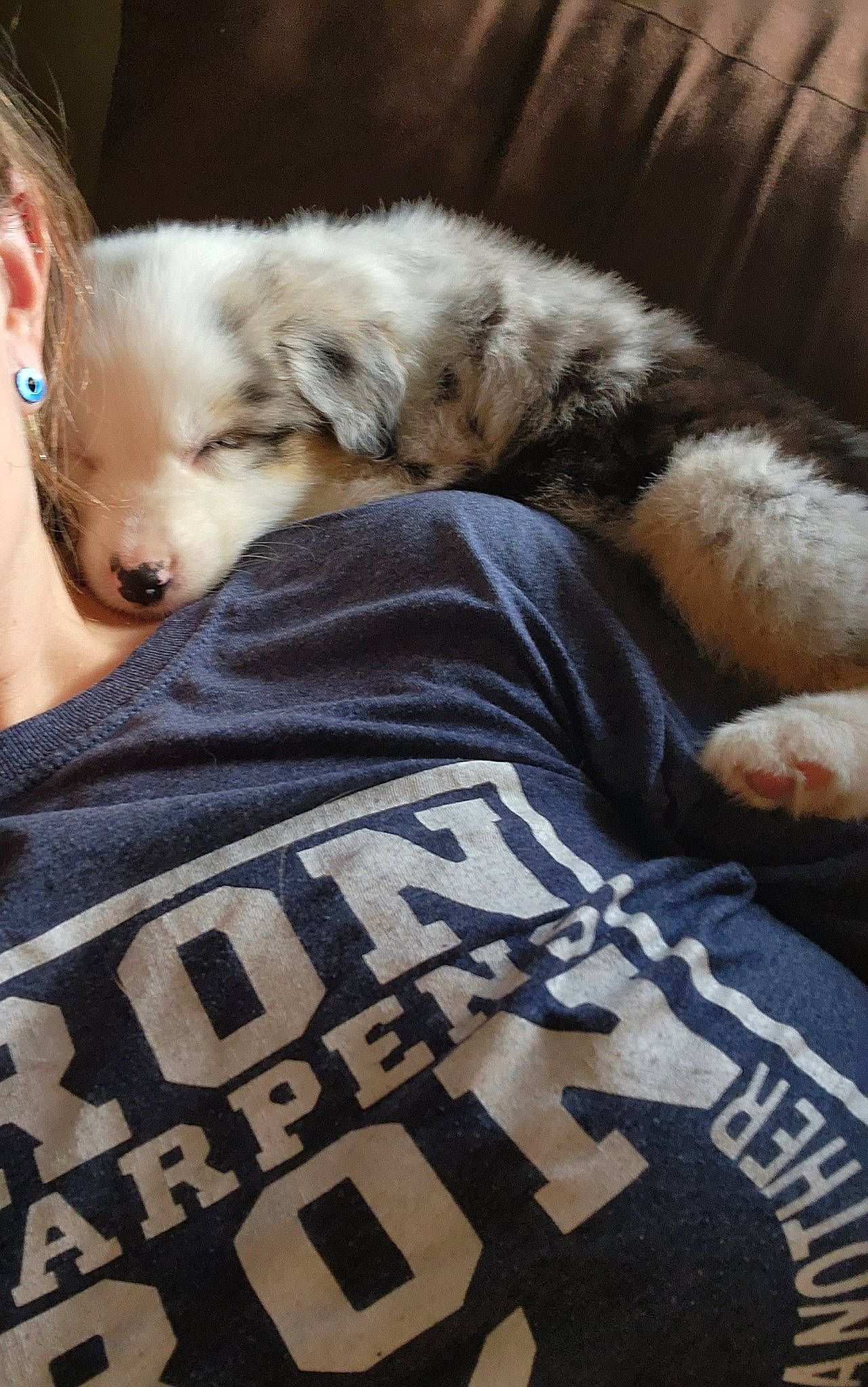 Hank is registered to the contest to win money with this photo: bed, bedding, canidae, carnivore, comfort, companion_dog, couch, dog, dog_breed, fawn, felidae, fur, linens, mammal, small_to_medium_sized_cats, snout, sporting_group, textile, toy_dog, whiskers